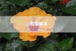 专家解读